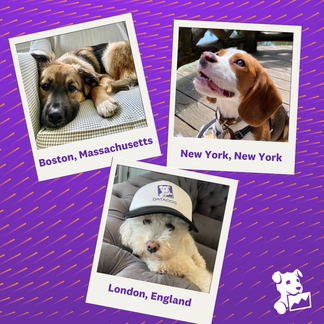 Happy International Dog Day!